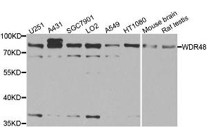 Western blot analysis of extracts of various cell lines, using WDR48 antibody. (WDR48 Antikörper  (AA 450-677))
