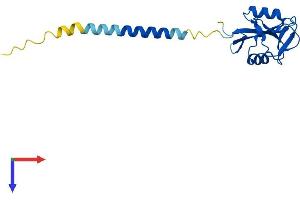 CLEC2A Protein (AA 1-174) (His tag)