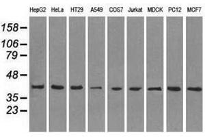 Image no. 2 for anti-Mitogen-Activated Protein Kinase 1 (MAPK1) antibody (ABIN1499293)