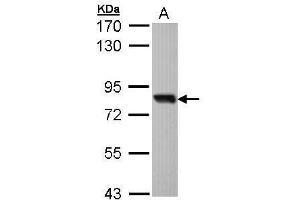 AP22458PU-N SOX13 antibody staining of Molt-4 at 1/1000 (A).