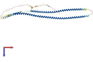 Cytokeratin 19 Protein (AA 1-403) (His tag)