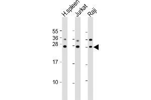 All lanes : Anti-GZMH Antibody (N-Term) at 1:2000 dilution Lane 1: human spleen lysates Lane 2: Jurkat whole cell lysates Lane 3: Raji whole cell lysates Lysates/proteins at 20 μg per lane. (GZMH Antikörper  (AA 19-52))