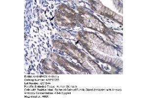 Human Stomach (NPAS1 Antikörper  (C-Term))