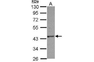 WB Image Sample (30 ug of whole cell lysate) A: Jurkat 10% SDS PAGE antibody diluted at 1:1000 (C14orf94 Antikörper)
