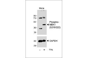 Western blot analysis of lysates from Hela cell line, untreated or treated with T(200nM, 30 min), using Bi-Phospho-MEK1(/222) Antibody (upper) or GDH (lower). (MEK1 Antikörper  (pSer218, pSer222))