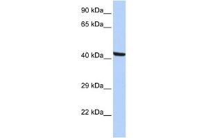 WB Suggested Anti-KPTN Antibody Titration: 0. (KPTN Antikörper  (N-Term))