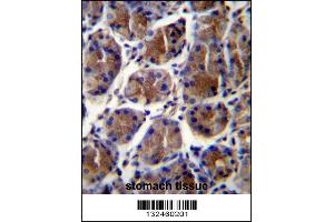 GIF Antibody immunohistochemistry analysis in formalin fixed and paraffin embedded human stomach tissue followed by peroxidase conjugation of the secondary antibody and DAB staining. (Intrinsic Factor Antikörper  (AA 189-218))