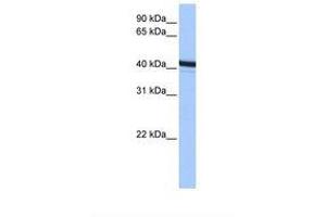 Image no. 1 for anti-ARP1 Actin-Related Protein 1 Homolog B, Centractin beta (ACTR1B) (C-Term) antibody (ABIN6738811) (ACTR1B Antikörper  (C-Term))