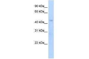 Western Blot showing Rgs7 antibody used at a concentration of 1-2 ug/ml to detect its target protein. (RGS7 Antikörper  (N-Term))