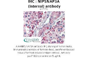 Image no. 2 for anti-Nipsnap Homolog 3A (NIPSNAP3A) (Internal Region) antibody (ABIN1737368) (NIPSNAP3A Antikörper  (Internal Region))