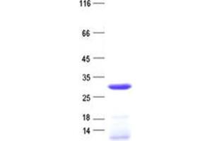 Validation with Western Blot (RNASE9 Protein (His tag))
