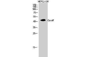 Western Blotting (WB) image for anti-Guanine Nucleotide Binding Protein, alpha Stimulating, Olfactory Type (GNAL) (Internal Region) antibody (ABIN3175451) (GNAL Antikörper  (Internal Region))