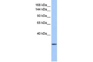 anti-Calmin (CLMN) (N-Term) antibody