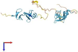 CSRP1 Protein (AA 1-193) (His tag)
