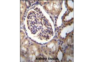 AKR1C3 Antibody immunohistochemistry analysis in formalin fixed and paraffin embedded human kidney tissue followed by peroxidase conjugation of the secondary antibody and DAB staining. (AKR1C3 Antikörper  (AA 107-135))