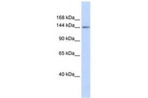 Image no. 1 for anti-Retinoblastoma-Like 1 (p107) (RBL1) (AA 935-984) antibody (ABIN6742280) (p107 Antikörper  (AA 935-984))
