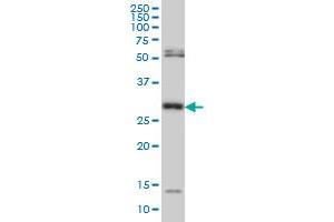 Western Blotting (WB) image for anti-N-Methylpurine-DNA Glycosylase (MPG) (AA 1-90) antibody (ABIN598818) (MPG Antikörper  (AA 1-90))