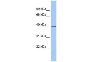 ZNF670 antibody used at 0. (ZNF670 Antikörper  (N-Term))