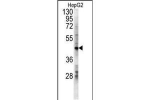 LDHD Antibody (N-term) (ABIN651920 and ABIN2840455) western blot analysis in HepG2 cell line lysates (15 μg/lane). (LDHD Antikörper  (N-Term))