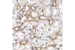 Immunohistochemistry (IHC) image for anti-CD38 (AA 1-300) antibody (ABIN1679089) (CD38 Antikörper  (AA 1-300))