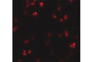 Immunofluorescence staining of human spleen tissue with 20 ug/mL FRMPD1 polyclonal antibody . (FRMPD1 Antikörper  (C-Term))