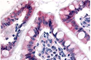 Anti-ESRRG / ERR3 antibody  ABIN1048588 IHC staining of human small intestine. (ESRRG Antikörper  (N-Term))