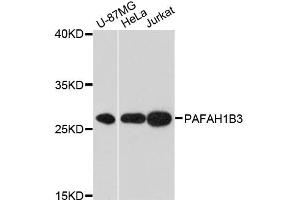 Western blot analysis of extracts of various cell lines, using PAFAH1B3 antibody (ABIN6293438) at 1:3000 dilution.