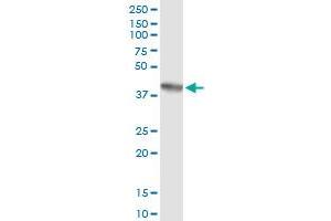 Immunoprecipitation of AHSA1 transfected lysate using anti-AHSA1 MaxPab rabbit polyclonal antibody and Protein A Magnetic Bead , and immunoblotted with AHSA1 purified MaxPab mouse polyclonal antibody (B01P) . (AHSA1 Antikörper  (AA 1-338))
