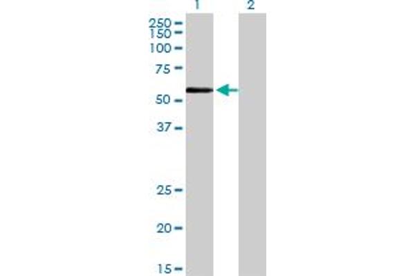 ZNF165 antibody  (AA 1-485)