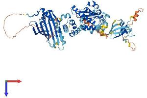 SEC14L1 Protein (AA 1-715) (His tag)