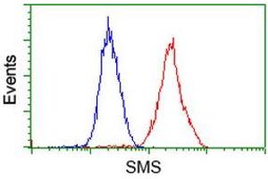 Image no. 2 for anti-Spermine Synthase, SMS (SMS) antibody (ABIN1501094) (SMS Antikörper)