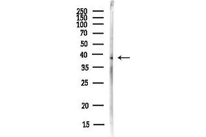 Western blot analysis of lysates from MCF7 cells(heat-shock,45 min treatment), using Mitoferrin1 Antibody at 1/1000 dilution.