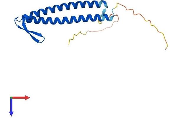 PFDN2 Protein (AA 1-154) (His tag)