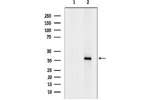anti-Sp5 Transcription Factor (SP5) (Internal Region) antibody