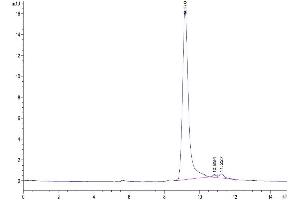 The purity of Biotinylated Human IFN gamma is greater than 95 % as determined by SEC-HPLC. (Interferon gamma Protein (IFNG) (His-Avi Tag,Biotin))