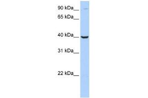 Arginase 2 antibody used at 1 ug/ml to detect target protein. (ARG2 Antikörper  (Arg2, C-Term))