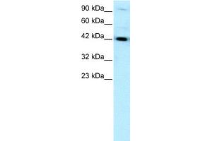 WB Suggested Anti-HNF1B Antibody Titration:  0. (HNF1B Antikörper  (N-Term))