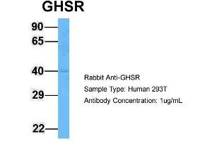 Host: Rabbit  Target Name: GHSR  Sample Tissue: Human 293T  Antibody Dilution: 1. (GHSR Antikörper  (C-Term))