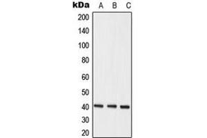 Western blot analysis of hNRNP C expression in MCF7 (A), K562 (B), HeLa (C) whole cell lysates. (HNRNPC Antikörper  (C-Term))