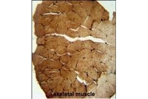 S35B2 antibody (C-term) (ABIN653997 and ABIN2843933) immunohistochemistry analysis in formalin fixed and paraffin embedded human skeletal muscle followed by peroxidase conjugation of the secondary antibody and DAB staining. (SLC35B2 Antikörper  (C-Term))