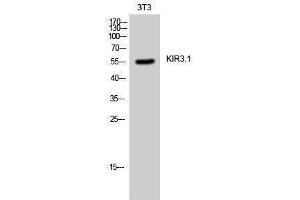 Western Blotting (WB) image for anti-Potassium Inwardly-Rectifying Channel, Subfamily J, Member 3 (KCNJ3) (Ser685) antibody (ABIN3185301)