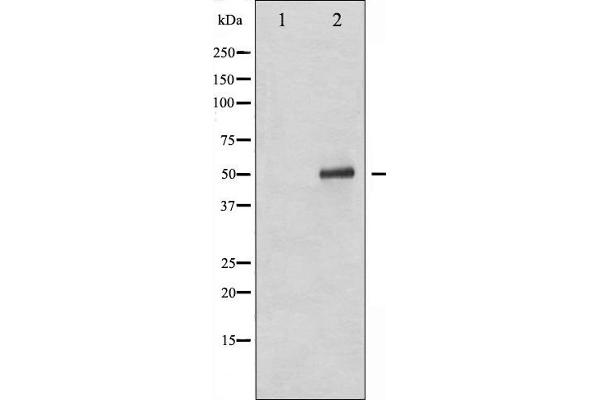 p53 antibody  (pSer392)