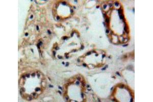 Used in DAB staining on fromalin fixed paraffin-embedded Kidney tissue (PTGES2 Antikörper  (AA 145-357))