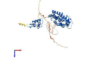 Retinoic Acid Receptor alpha Protein (AA 1-462) (His tag)
