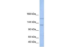Western Blotting (WB) image for anti-Bromodomain and PHD Finger Containing, 3 (BRPF3) antibody (ABIN2459435) (BRPF3 Antikörper)