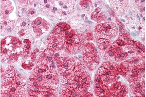 Immunohistochemistry with Adrenal tissue at an antibody concentration of 5µg/ml using anti-ARC antibody (ARP36563_P050) (ARC (Middle Region) Antikörper)