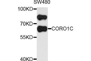 Western blot analysis of extracts of SW480 cells, using CORO1C antibody (ABIN5972610) at 1/1000 dilution. (CORO1C Antikörper)
