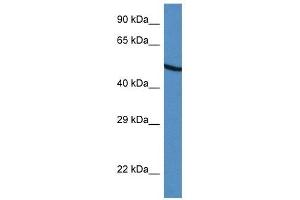 Western Blot showing UGDH antibody used at a concentration of 1 ug/ml against HepG2 Cell Lysate (UGDH Antikörper  (C-Term))