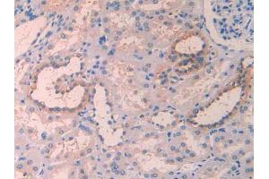IHC-P analysis of Human Kidney Tissue, with DAB staining. (IL1RAP Antikörper  (AA 420-558))