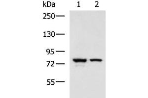 Western blot analysis of A172 and 231 cell lysates using IL17RD Polyclonal Antibody at dilution of 1:900